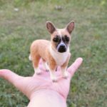 tunemezelt miniatur kutya